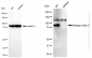 KD-Validated Anti-Integrin beta 3 Rabbit Monoclonal Antibody